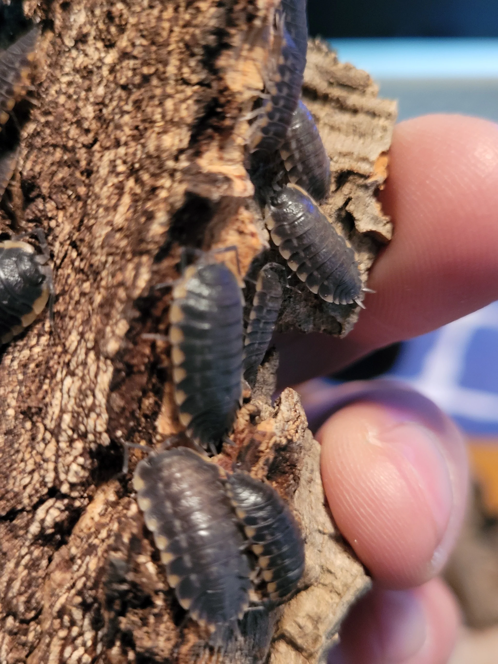 isopods adaptations