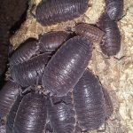 aquatic isopods