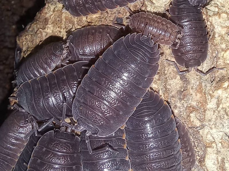 aquatic isopods