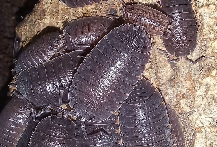 aquatic isopods