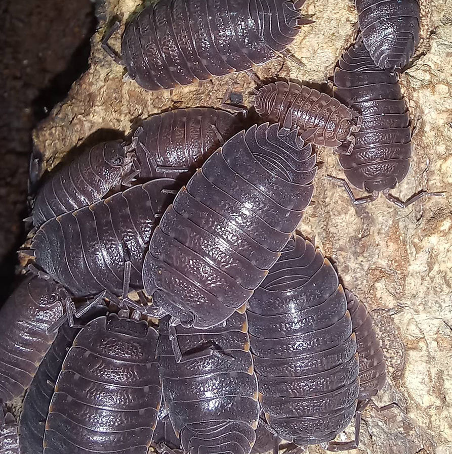 aquatic isopods